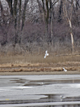 Ring Billed Gulls 5982